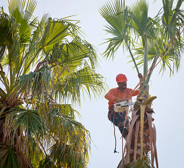 Palm Tree Trimming in Fife, WA